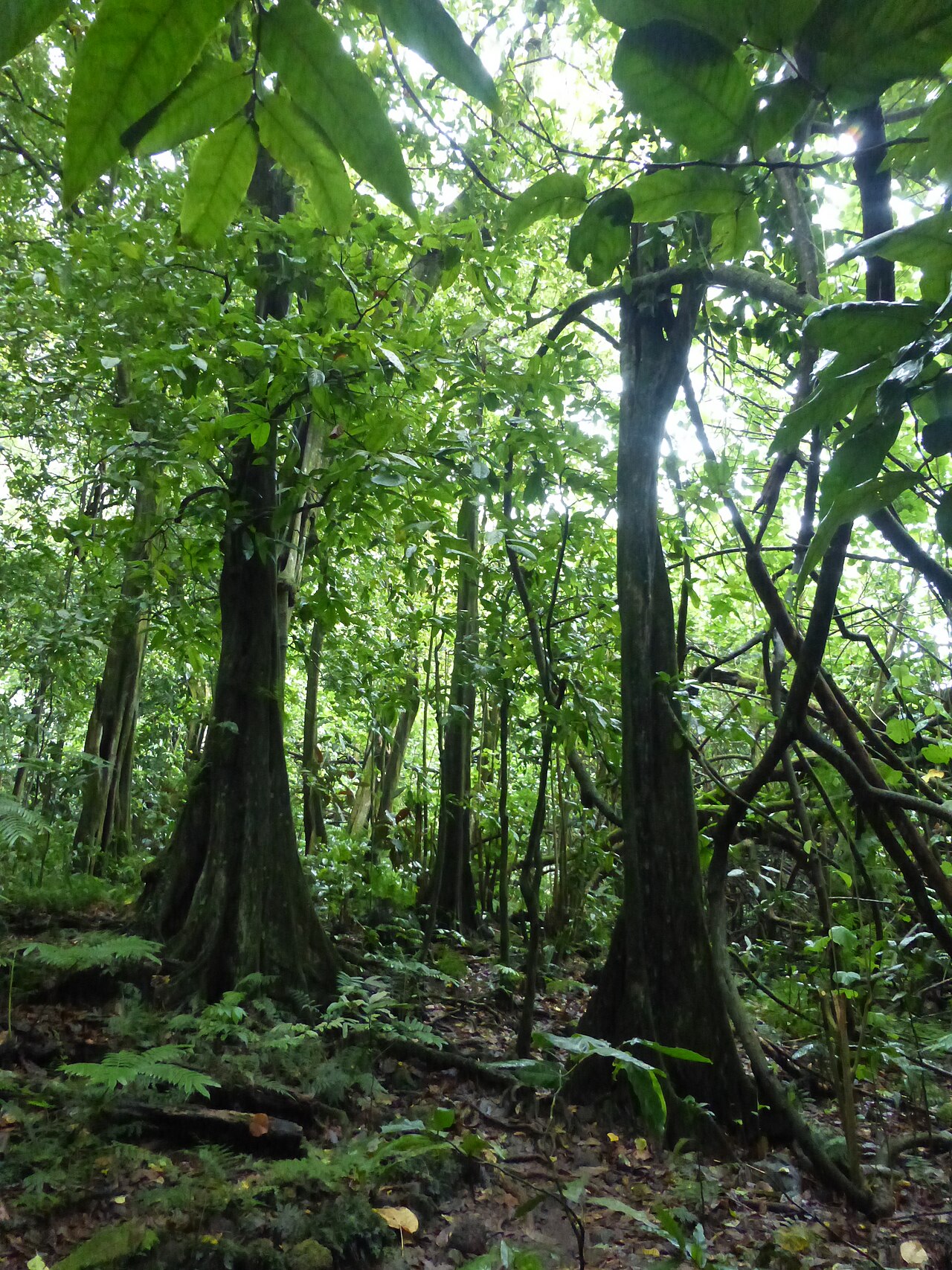 Forest interior on Moorea, with mape trees and tropical undergrowth